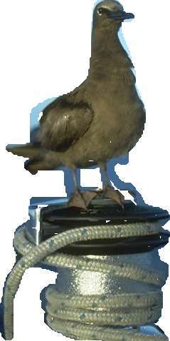 bird.jpg (14096 bytes)