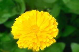 blurflower.jpg (6254 bytes)