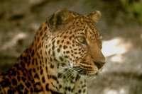 cheeta.jpg (4750 bytes)