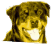 dog.gif (24886 bytes)