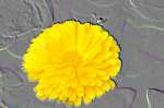 embflower.jpg (2793 bytes)