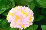 multiflower.jpg (3148 bytes)