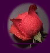rose (6220 bytes)