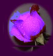 roseblue.jpg (3790 bytes)
