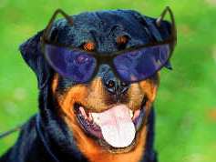 shades.jpg (7014 bytes)
