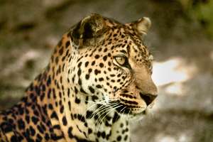 tigerthyst.jpg (10585 bytes)