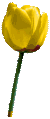 tulips.gif (8552 bytes)