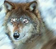 wolf.jpg (5793 bytes)